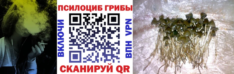 Галлюциногенные грибы GOLDEN TEACHER  darknet клад  Тулун  продажа наркотиков 
